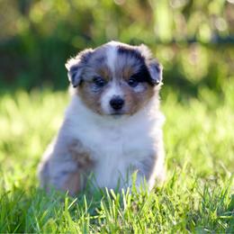Bmm - Blue merle male Miniature American Shepherd puppy in Stephenville, Texas from Diamond H Aussies
