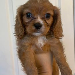 Cavalier King Charles Spaniels and Cavapoos from Texas Cavalier King Charles Spaniels Manard Enterprises
