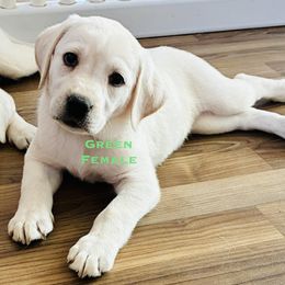 Girl 4 Green fee 2,700 - Yellow female Labrador Retriever puppy in Santa Clarita, California from Five Star Labradors