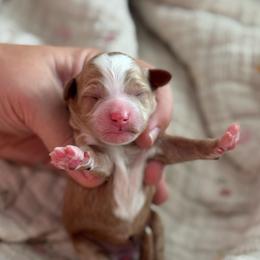 Goldfish - Red  female Goldendoodle puppy in Wharton, Texas from Little Fur Friends