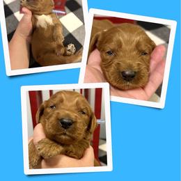 Bourbon - Red male Irish Doodle puppy in Bluefield, Virginia from Love on a Leash