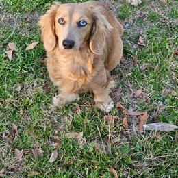 Paisley - Dachshund