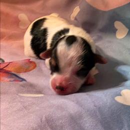 Tiny girl - Parti female Yorkshire Terrier puppy in White Pigeon, Michigan from Kathys Yorkie and Shih-tzu Cuties