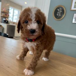 Red collar male - Red  male Goldendoodle puppy in Ridgewood, New Jersey from Jessie’s Doodles