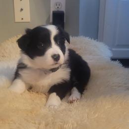 Lil Blue - Black and white female Border Collie puppy in Caledonia, Michigan from Magnolia Acres