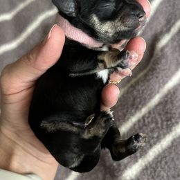 Miniature Schnauzer Puppies from Adrienne Exum