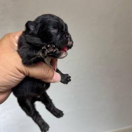 Loki - Tricolors male French Bulldog puppy in Porter, Texas from Whatabulldog