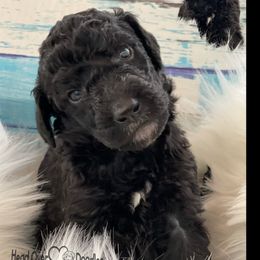 Tobi - Raiden - Goldendoodle puppy in The Bay Area, California from Head Over Doodles