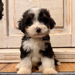 Tricolor male - Tri-color male Bernedoodle puppy in Brooksville, Florida from Kruger Doodles
