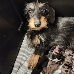 Pepper - Dachshund