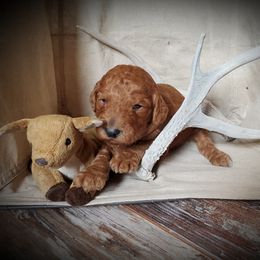 Poodle Puppies from Spangled Standard Poodles