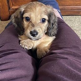 Dachshund Puppies from The Dach Box