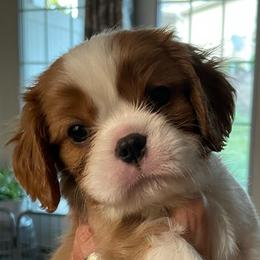 Tom - Blenheim male Cavalier King Charles Spaniel puppy in Cincinnati, Ohio from Liberty's Legacy Cavaliers
