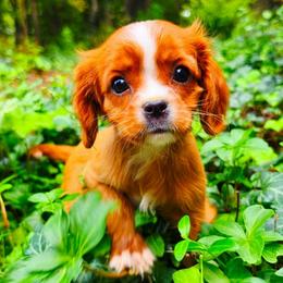 Bendi - Ruby female Cavalier King Charles Spaniel puppy in Watsontown, Pennsylvania from Huntsman Cavaliers