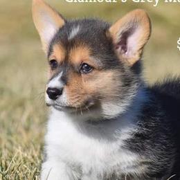 Pembroke Welsh Corgis from Pandora Corgis