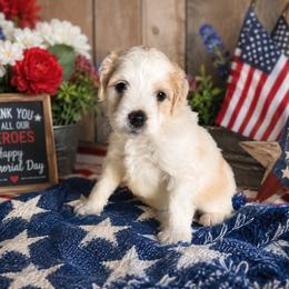 Arlo - Yellow and white male Bernedoodle puppy in Myrtle Beach, South Carolina from Colorful-K9'S