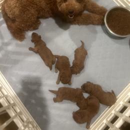 Goldendoodle and Poodle Puppies from Poodle Lovers