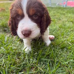 Dooblin - Liver white and roan male English Springer Spaniel puppy in Saginaw, Michigan from Kemerer Springers
