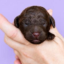 Purple collar - Chocolate female Goldendoodle puppy in Christiana, Tennessee from Rechlicz Family Doodles