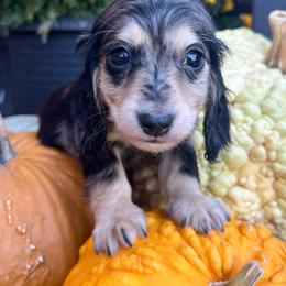 Black and cream dapple boy - Dapple male Dachshund puppy in Payette, Idaho from NT Mini Doxies