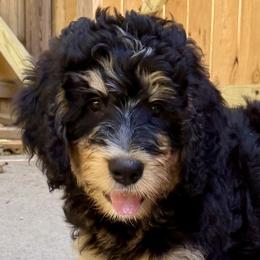 Bernedoodles, Bernese Mountain Dogs, Double Doodles, and Golden Mountain Dogs from OlliePups, LLC