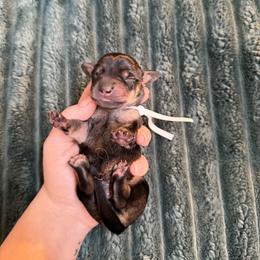 Male 4 (white collar) - Wild boar male Dachshund puppy in Modesto, California from Once Upon a Mini Dachshund