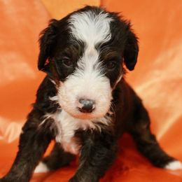 Punkin - White and black male Bordoodle puppy in Oak Hill, West Virginia from Highlands Bordoodles
