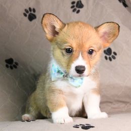 Pembroke Welsh Corgi Puppies from Synergy Stables, Inc.