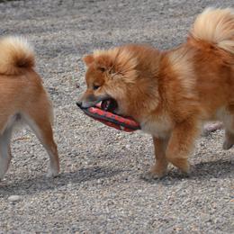 Shiba Inu and Yorkshire Terrier Puppies from Royal Kennels