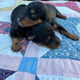 Boy 1 - Black and tan male Welsh Terrier puppy in Licking, Missouri from Bean Creek Dachshunds & Terriers