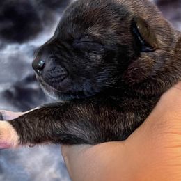 Ulrich - Brindle Xoloitzcuintli puppy in Victorville, California from Elegancia Vintage Xoloitzcuintle