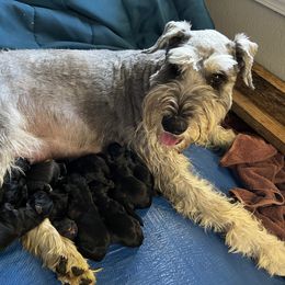 Giant Schnauzer Puppies from Snazzy Schnauzer’s