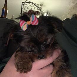 Yorkshire Terrier Puppies from Missy Lu Lap Puppies
