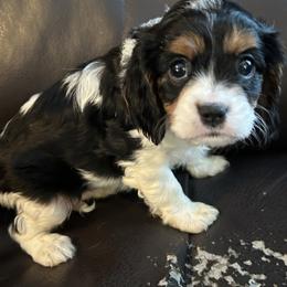 Maria - Tri-color female Cavalier King Charles Spaniel puppy in Burke, New York from Patti’s Puppies