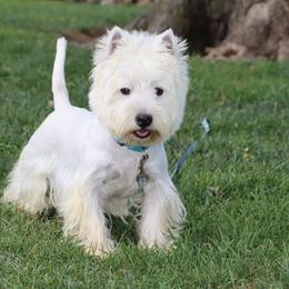 Cairn Terriers and West Highland White Terriers from Linda’s Lovable Pups