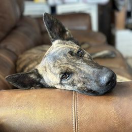 Toxin - Dutch Shepherd
