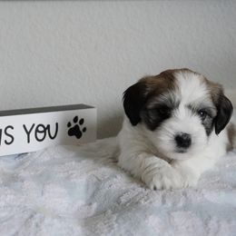 Coton de Tulear Puppies from Buttercup Cotons of Texas
