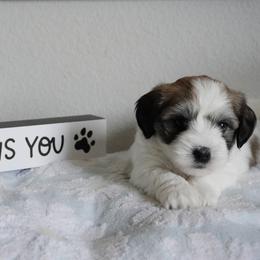 Coton de Tulear Puppies from Buttercup Cotons of Texas