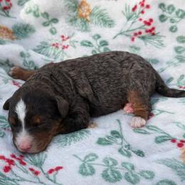 Ivy - Tri-color female Bernedoodle puppy in Townville, South Carolina from Copper Creek Bernedoodles