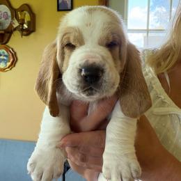 Darwin - Red and white male Basset Hound puppy in Guys Mills, Pennsylvania from Hidden Heart Basset Hounds
