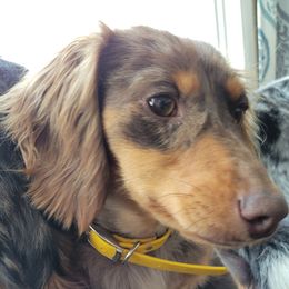 Kahlua - Dachshund