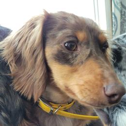 Kahlua - Dachshund