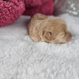 Cashmere - Cream female Maltipoo puppy in Tuscola, Illinois from Dream on puppies