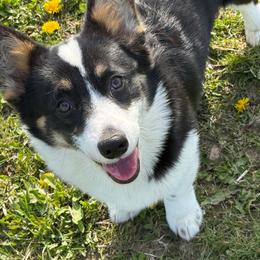 Schumaker's Barrel - Black and tan male Pembroke Welsh Corgi puppy in Heyworth, Illinois from Schumaker Corgis