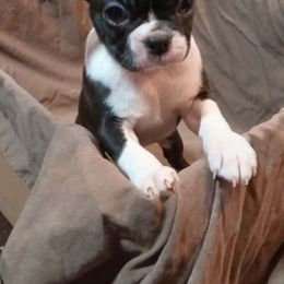 Boston Terrier Puppies from Park Kennel