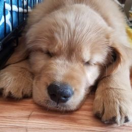 Golden Retriever Puppies from Creme Brulee Goldens