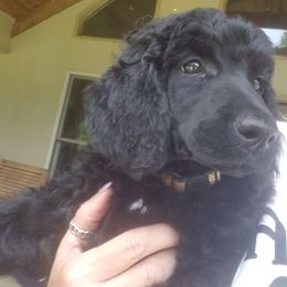 Puppy 8- (Chet) FEMALE - Black female Poodle puppy in Crewe, Virginia from Whispering Woods Farms LLC