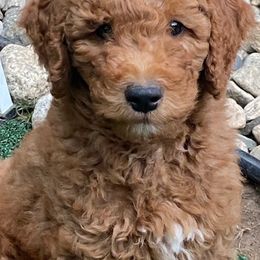 Goldendoodles from Hope Goldendoodles