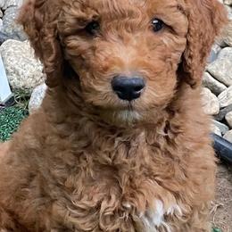 Goldendoodles from Hope Goldendoodles