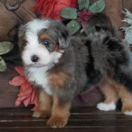 Girl 1 - Blue merle female Aussiedoodle puppy in Lawton, Oklahoma from Lindsey’s Aussies